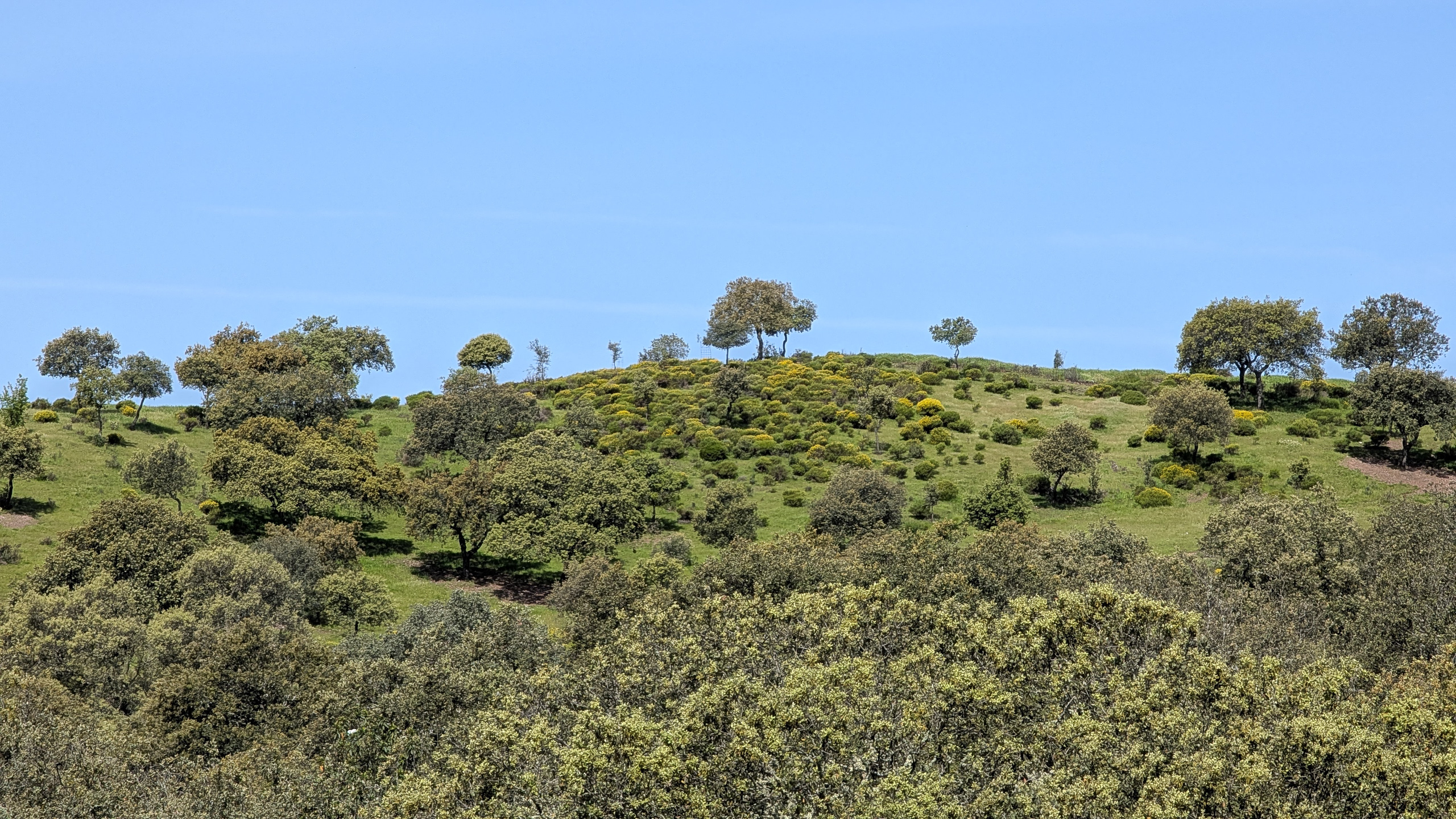 Steineichen auf dem Hügelkamm